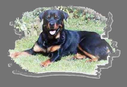 Rottweiler 8 Monate